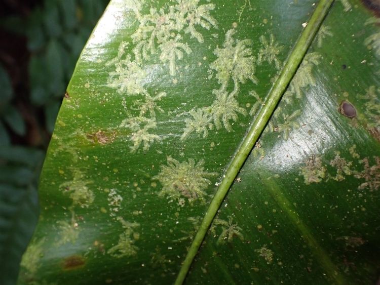 オオタニワタリの葉の上に付着したオガサワラキララゴケ