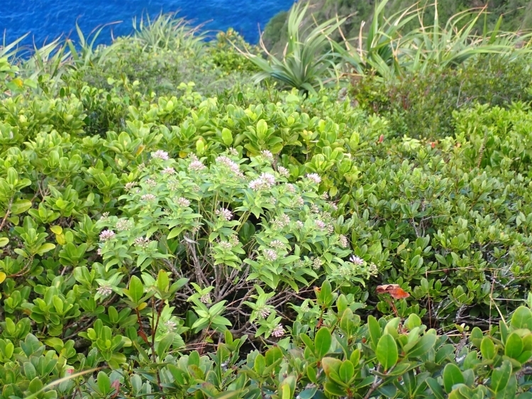 海の見える開けた尾根に生えたシマザクラ