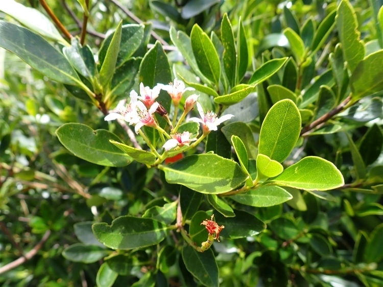 白い花を咲かせるシャリンバイ