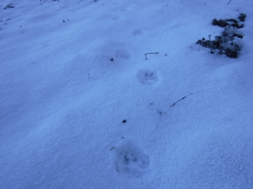 ▲たぬきの足跡でしょうか？肉球と爪の形までくっきりです！　
