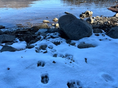 ▲こちらは鹿の足跡　厚みのある雪だと普段よりもくっきりと形を観察できますね　