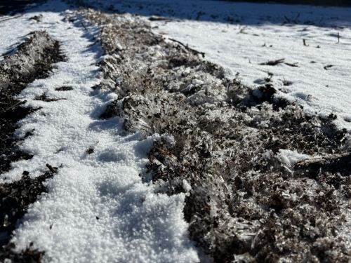 ▲大きく、長い霜柱の道！迫力あります。　