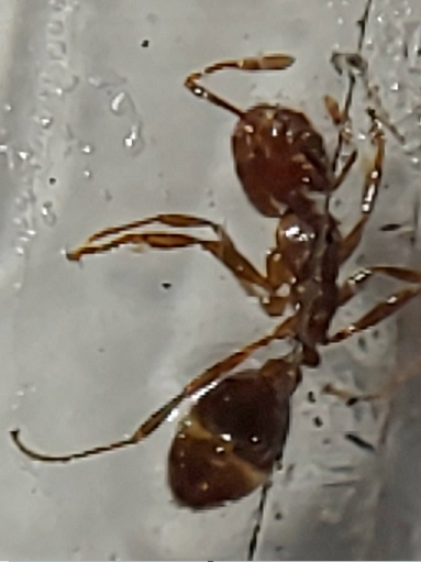 4月30日アリ画像