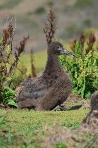 平成２６年５月に媒島で確認されたヒナ