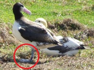 アホウドリの番い、手前の雌の左足に赤いリング（赤丸内）