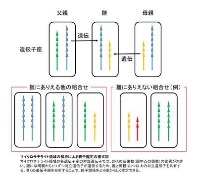 図：マイクロサテライト領域の解析による親子鑑定の模式図
