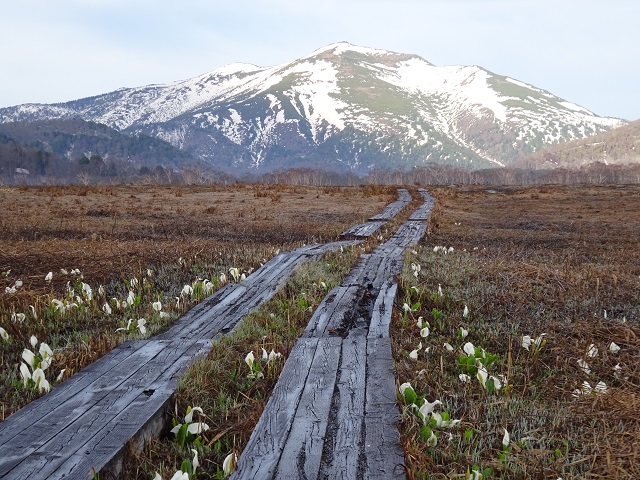 至仏山に至る木道周辺に咲くミズバショウ