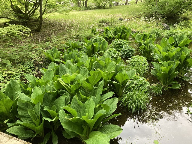 花が落ちたミズバショウの葉が茂る中土合公園の池