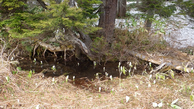 樹木の下の水たまりに顔を出したミズバショウ