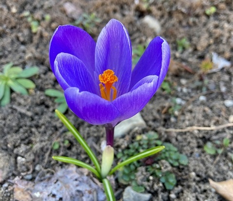 ひときわ目を引く青い花