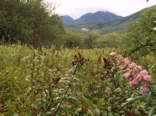 ホザキシモツケ