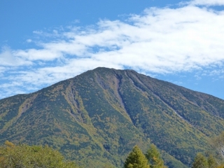 よくよく見ると黄葉が！