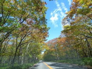 黄色のトンネルになる日も間近