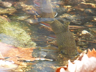湯川にてオスのカワマス2匹