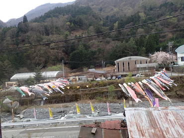 御勅使川を泳ぐこいのぼり