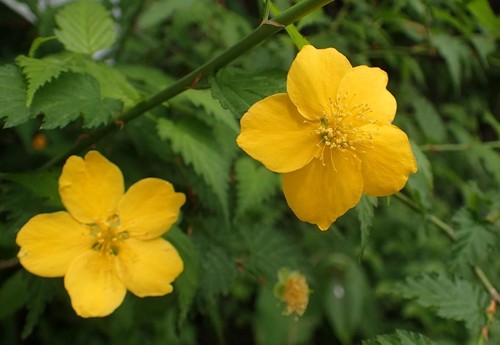 黄色の花をつけたやまぶき