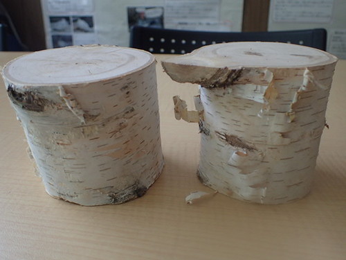 実際に展示したシラカバの木