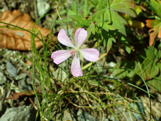 ハクサンフウロ