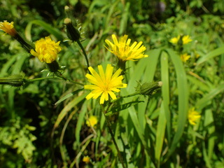 ミヤマコウゾリナ