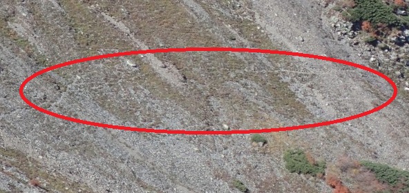 ズームしてみるとシカの足跡が･･･！