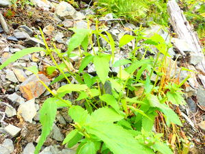 ニホンジカによる食痕