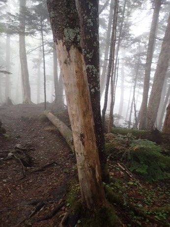 樹皮が剥がされた木