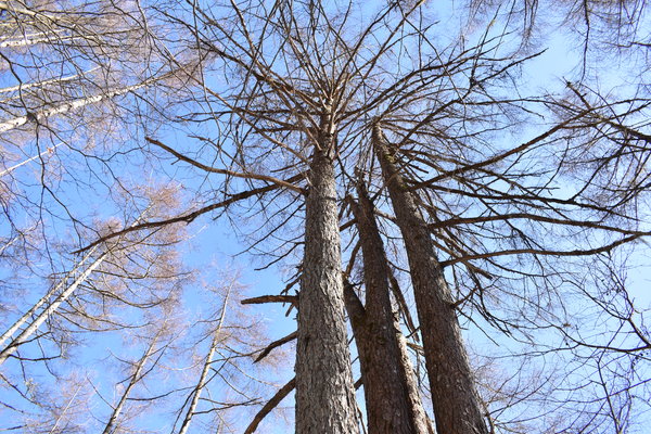 「五本松」を仰ぎ見る