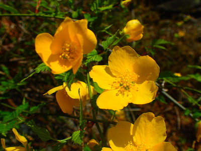 鮮やかな黄色に輝くやまぶき