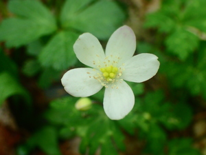吊り橋の先で見つけたニリンソウ