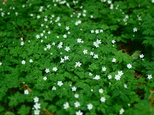 ニリンソウの群落