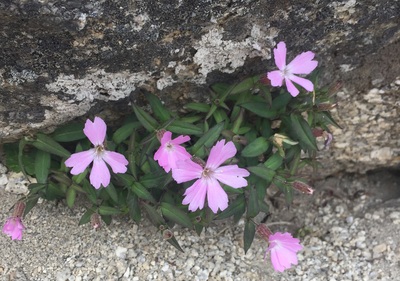 タカネビランジ