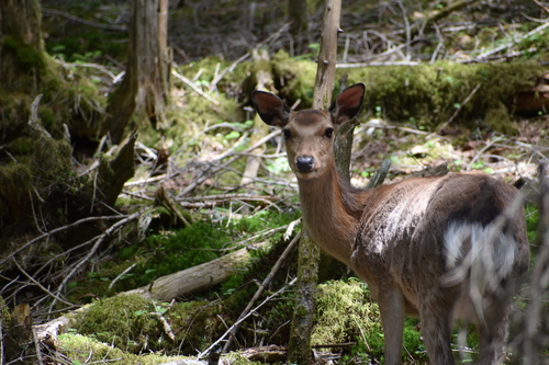 ニホンジカ（北沢峠にて撮影）