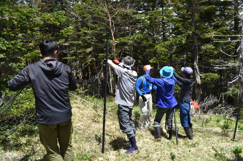季節型防鹿柵のネット立ち上げ作業のようす