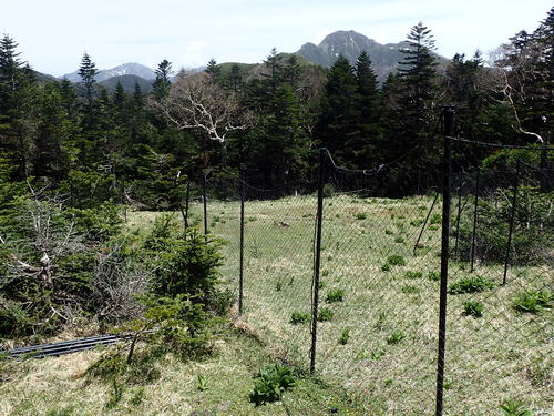 立ち上げられた防鹿柵