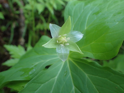 ミヤマエンレイソウ