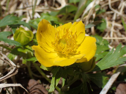 シナノキンバイ