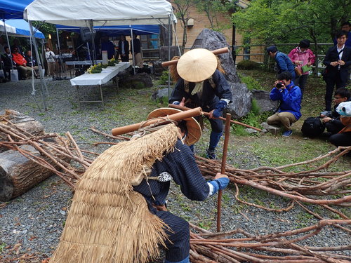 切り開かれた蔓を整えて道を作っているようす