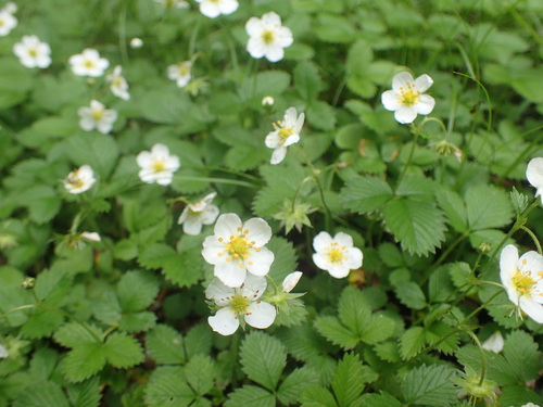 シロバナノヘビイチゴ