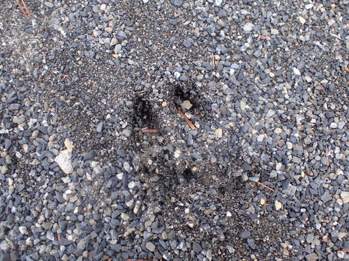 茶臼小屋周辺で見つけたニホンジカの足跡