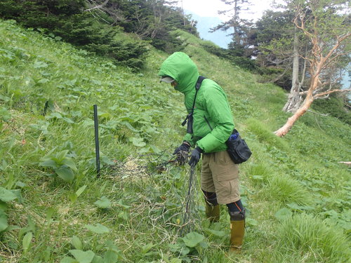 １　ネットの紐を解く作業のようす