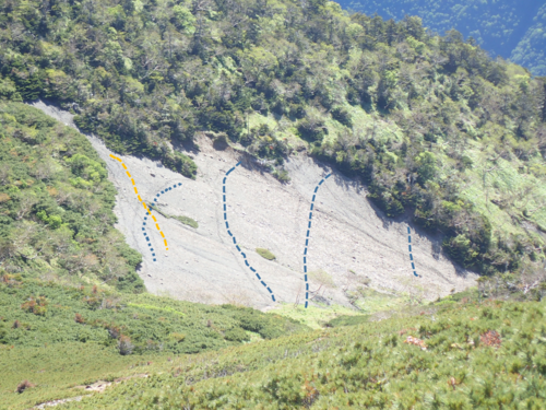 斜面にくっきりと残るニホンジカの足跡