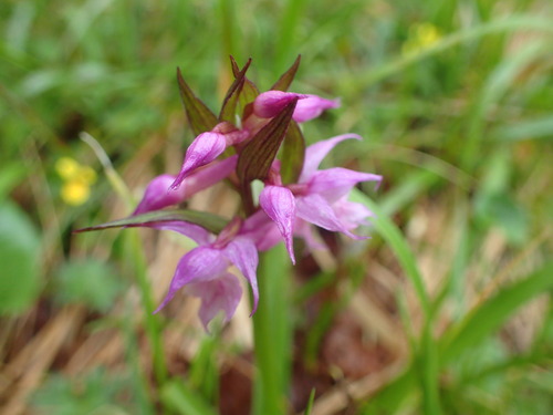 ハクサンチドリ