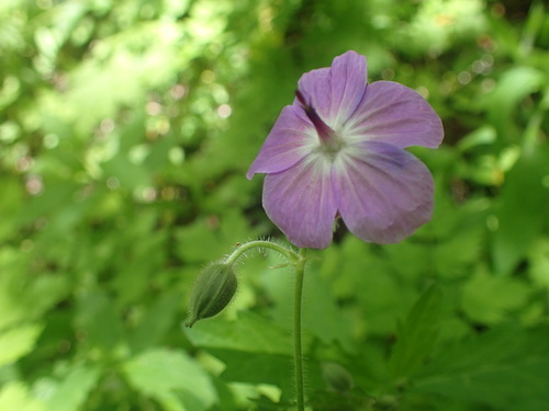 タカネグンナイフウロ
