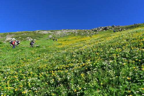 前岳南東斜面のお花畑
