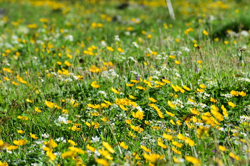 前岳南東斜面のお花畑