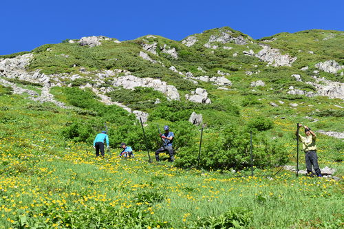 お花畑に囲まれながらの西カール底の設置作業