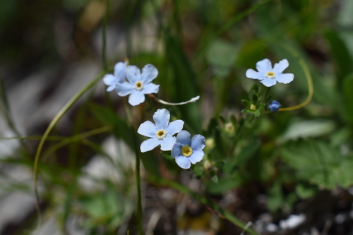 ミヤマムラサキ