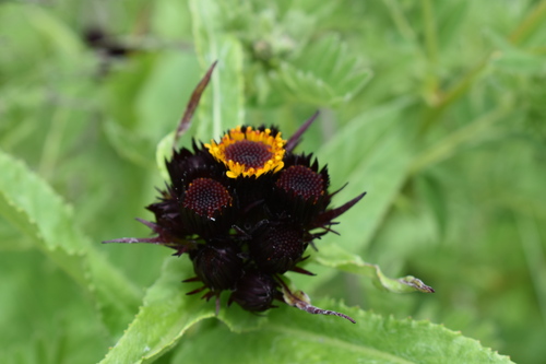 タカネコウリンカ