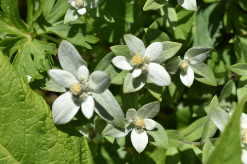 ミネウスユキソウ