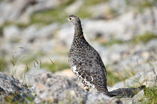 ライチョウ・メス